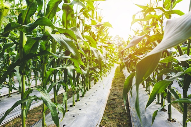 Corn plant with green leaves growth in agriculture field outdoor in sunset