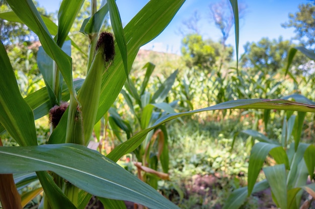 Corn on the plant with space for text