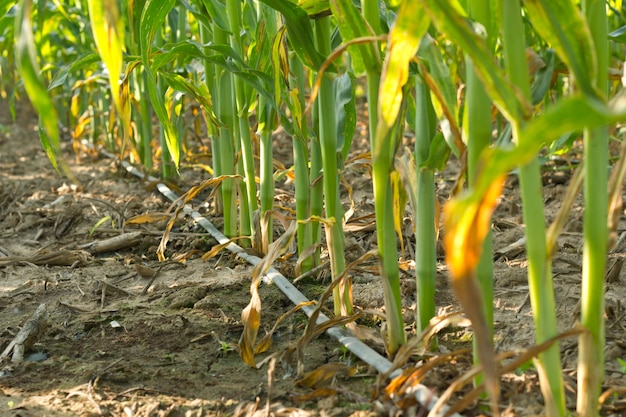 Corn plant.