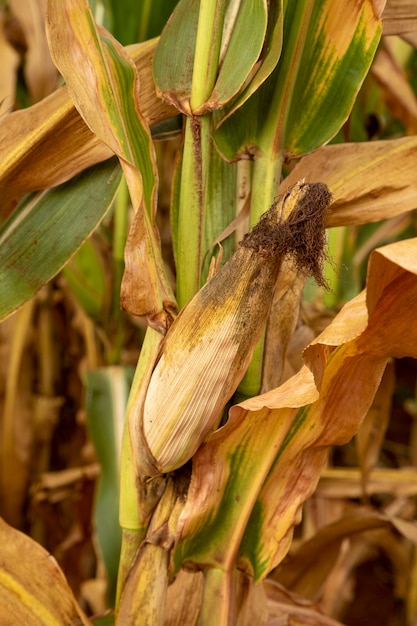 Corn plantation field, food for animals and humans.