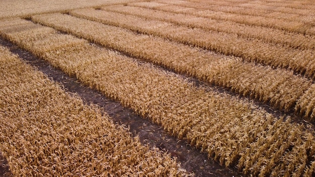 Corn plantations. farming. autumn corn harvest. Aerial view.