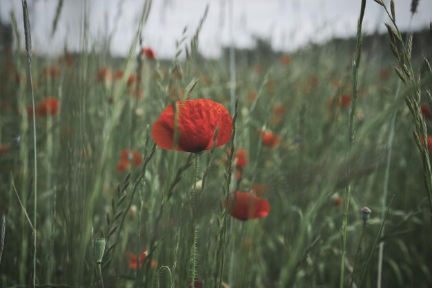 Photo corn poppy in a summer meadow with red petals wildflower from nature red splashes