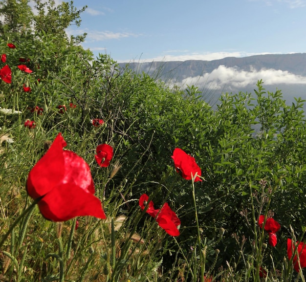 Corn Poppy