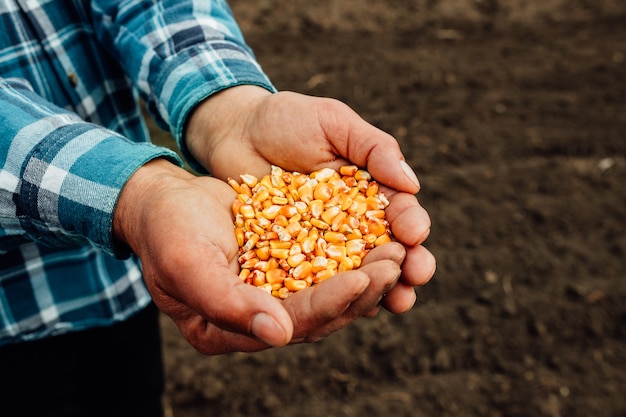 Corn seed in hand of farmer. maize Seed in Farmer Hands, Agriculture. 