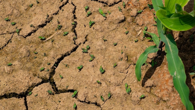 Corn sprouts on a furrowed ground