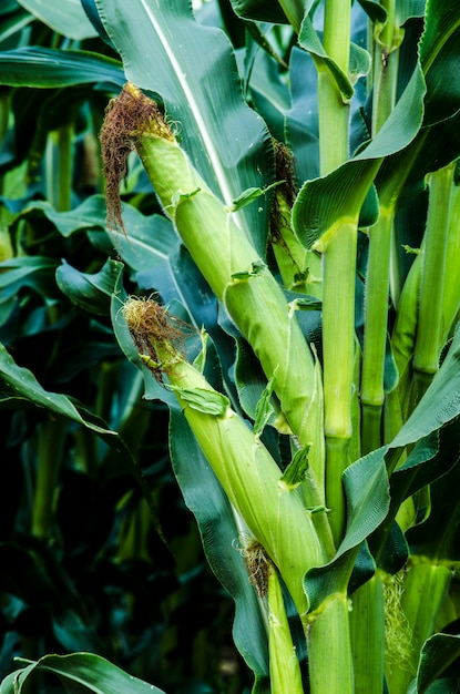 corn on the stalk