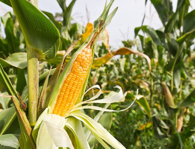 Corn on the stalk