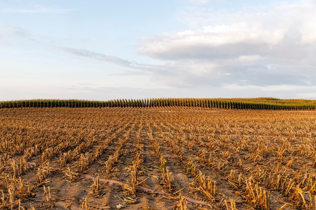 Corn stalks field