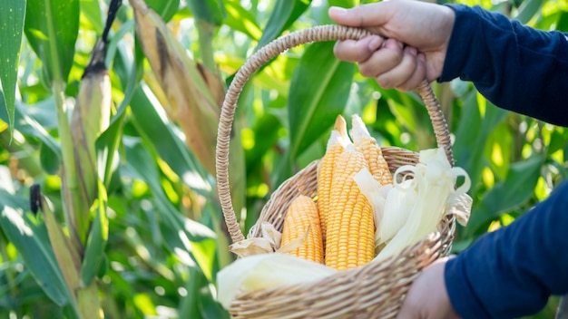 Corn Sweet Corn in Basket Corn placed in a basket Farmer harvest concept