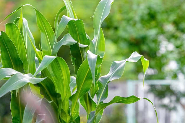 Corn with green leaves in the field Corn cultivation