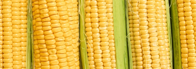 Corn on the yellow background