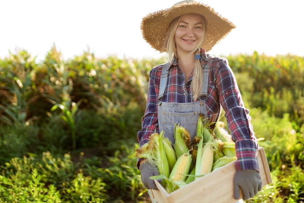 Corn Young farmer woman smiling and harvesting corn A beautiful woman on the background of the field holds the cobs of corn Agriculture and horticulture