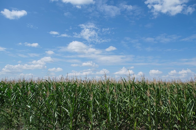 Cornfield background blue sky and clouds