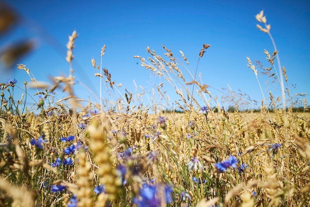 A cornfield, purple flowers and the blue sky