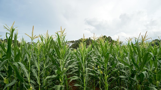 Cornfield on a sunny afternoon