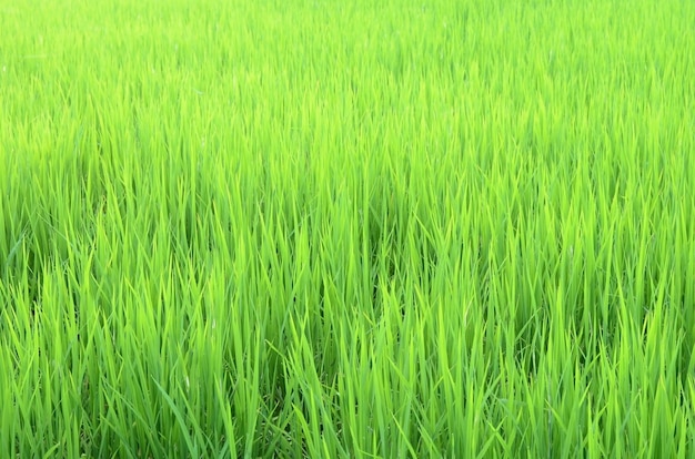 Cornfield-thailand