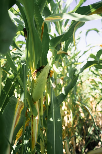 Cornfield