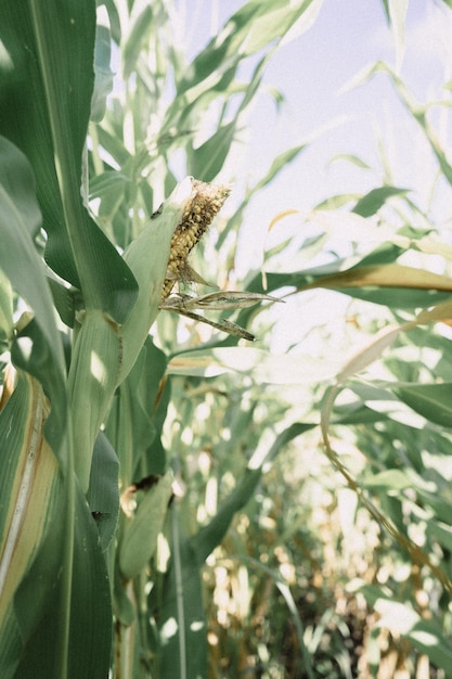 Cornfield