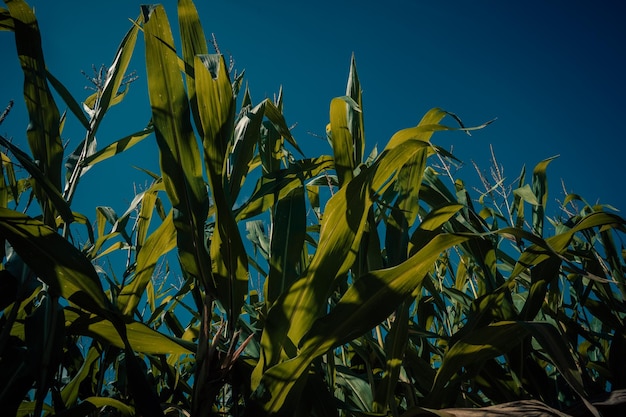 Cornfield