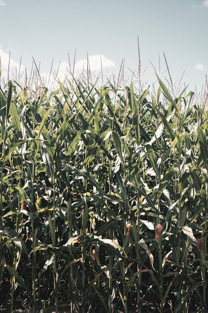 Cornfield