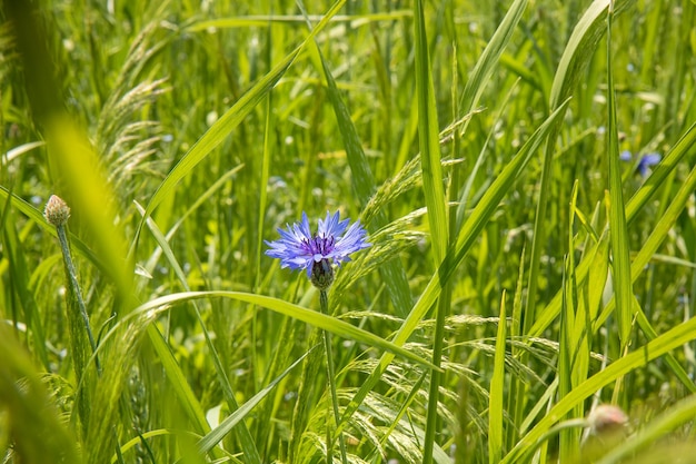 Cornflower among the grass on a sunny day summer background