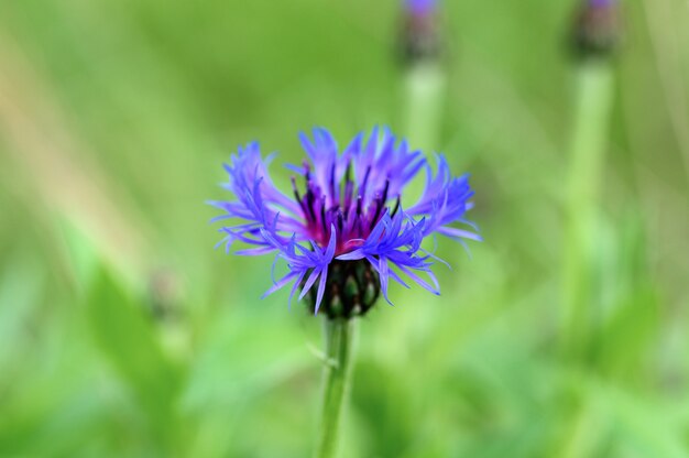 Cornflower is a wild field herb with blue purple flowers in full bloom.