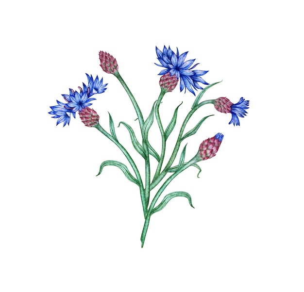 Cornflowers blue flowers bouquet watercolor illustration Botanical composition element isolated from background Suitable for cosmetics aromatherapy medicine treatment care design