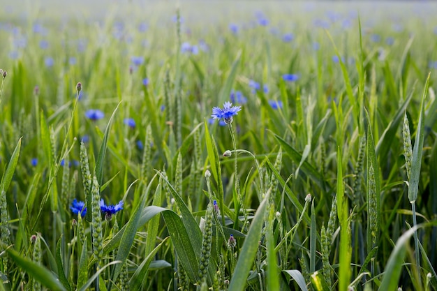 cornflowers in green grass in the meadow