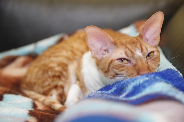 Cornish Rex cat is lying on a sofa Cat breed Striped red cat portrait