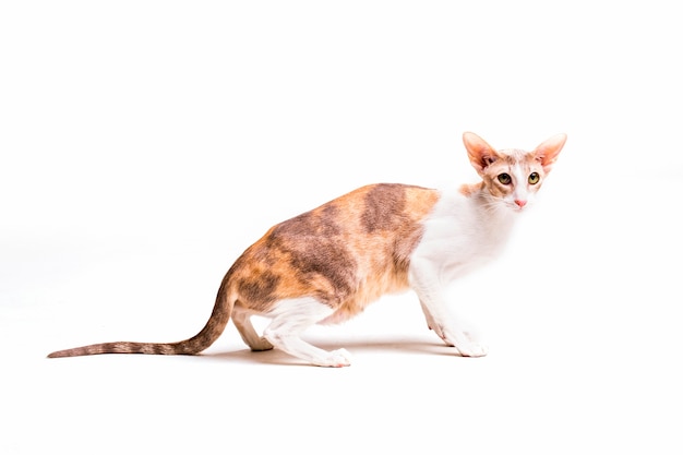 Cornish rex cat isolated on white background