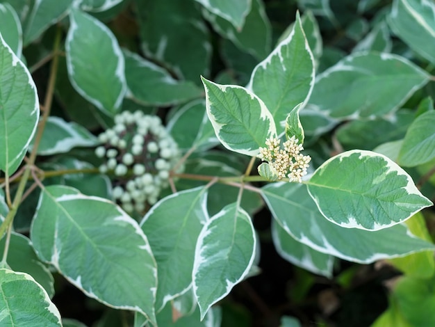 Cornus alba leaves close up