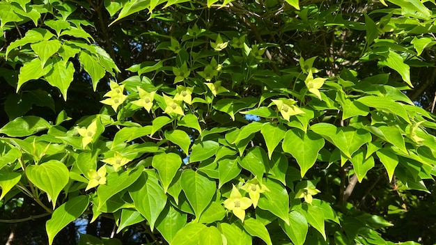 Cornus Kousa Dogwood tree