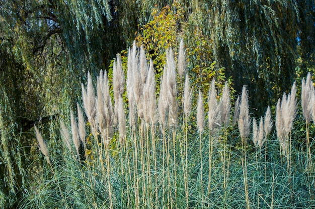 Cortaderia selloana commonly known as pampas grass on display