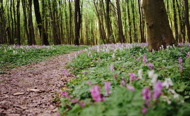 Corydalis cava early spring wild forest flowers in bloom, white violet purple flowering ground beautiful small plants with green leaves