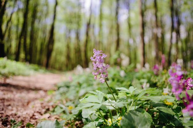 Corydalis cava early spring wild forest flowers in bloom, white violet purple flowering ground beautiful small plants with green leaves