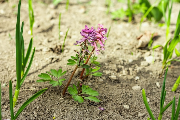 Corydalis solida on a garden Traditional spring plant in forest of northern Europe and Asia