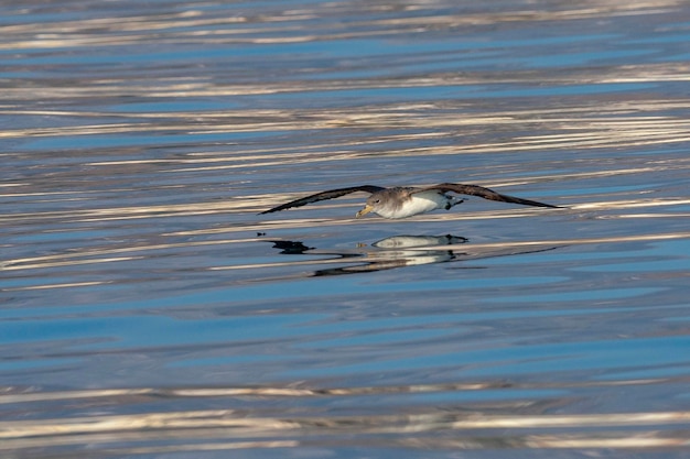 Corys shearwater Calonectris diomedea Malaga Spain