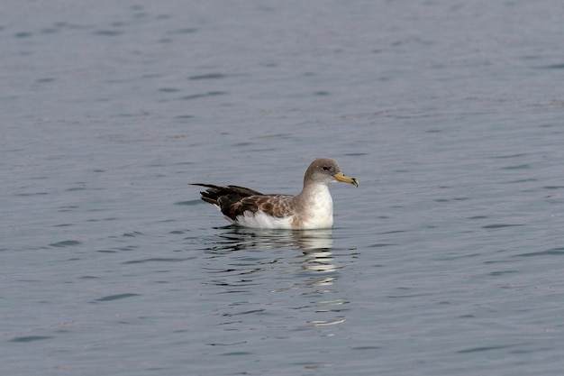 Corys shearwater Calonectris diomedea Malaga Spain