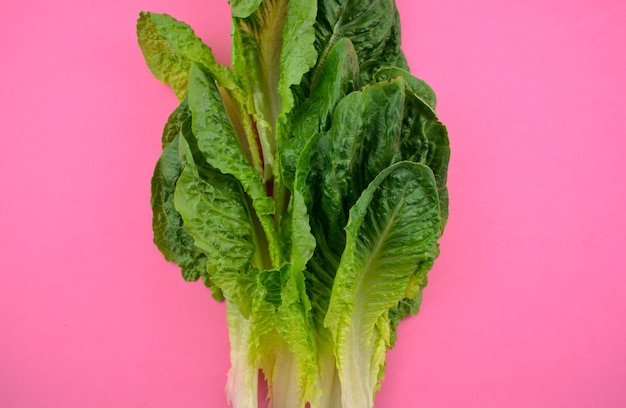 Cos lettuce vegetable arrangement pattern flat lay on beautiful pastel pink texture background