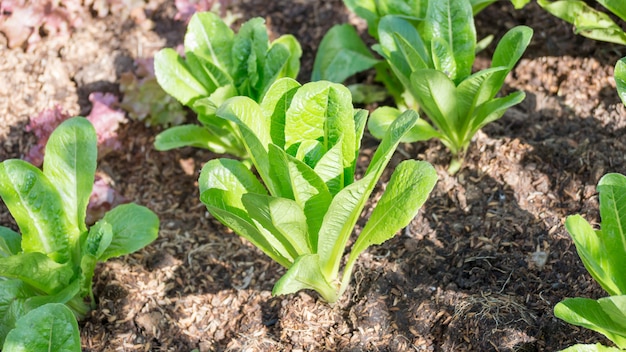 Cos lettuce in the vegetable garden.