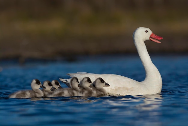 Coscoroba Swan with nestlings Coscoroba coscoroba La Pampa Argentina