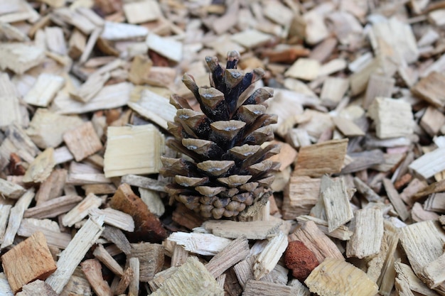 Cose snapshot of a pine cone on a wopden sawdust