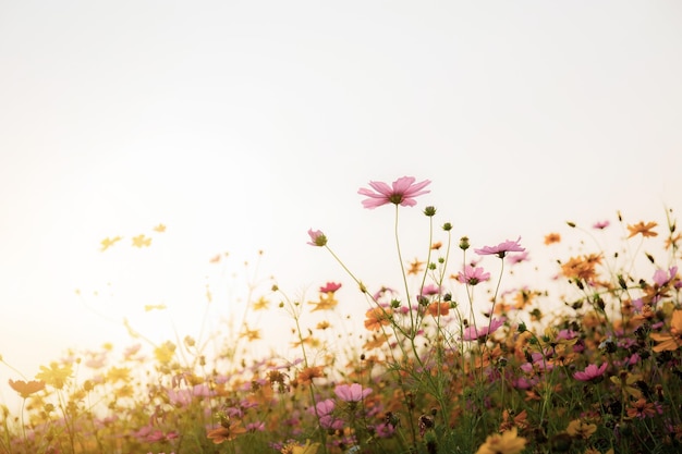 Cosmos in field with the beautiful at sunrise.