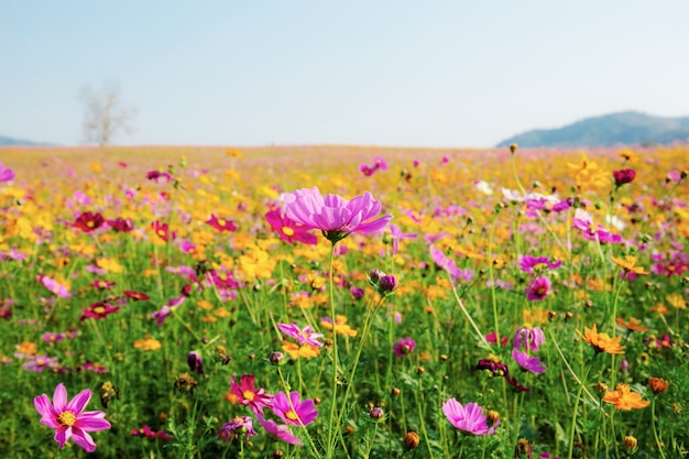 Cosmos in field with sky.