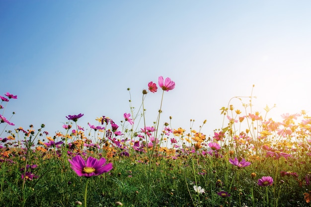 Cosmos on field with sunrise.