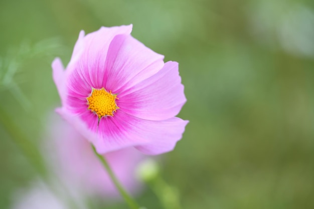 Cosmos field