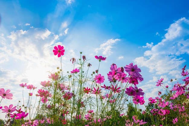 Cosmos flower and blue sky