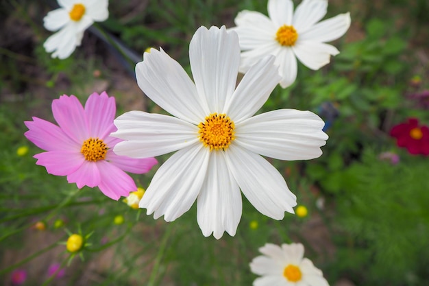 Cosmos flower in close up garden Cosmos flower is an ornamental plant