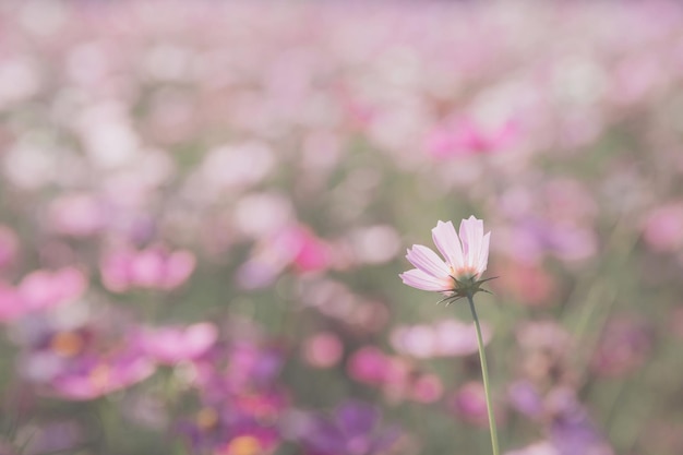 Cosmos flower close up on sunset background with soft selective focus