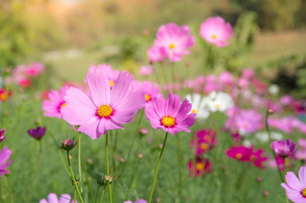 Cosmos Flower field with blue sky,Cosmos Flower field blooming spring flowers season 